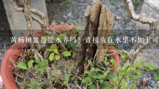 黄杨树盆景能水养吗？直接放在水里不加土可以吗？