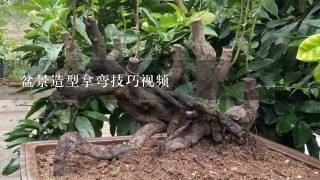 盆景造型拿弯技巧视频