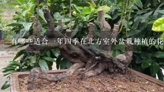 有哪些适合1年4季在北方室外盆栽种植的花卉和绿植？