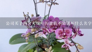 公司买了两盆大绿叶的盆栽不知道叫什么名字！~叶子有点像滴水观音，但是草本植物！~请教1下