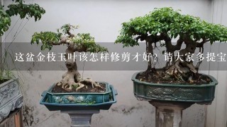 这盆金枝玉叶该怎样修剪才好？请大家多提宝贵意见......