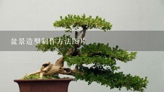 盆景造型制作方法图片