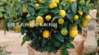 金线莲的种植成本和利润