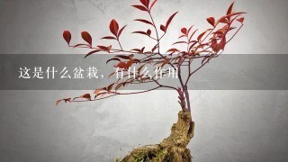 这是什么盆栽，有什么作用