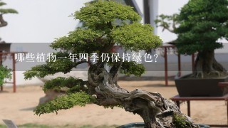 哪些植物1年4季仍保持绿色？