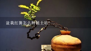 盆栽红薯怎么种植土培？