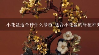 小花盆适合种什么绿植 适合小花盆的绿植种类