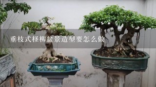 垂枝式柽柳盆景造型要怎么做