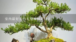 室内最好养的大型绿植是什么