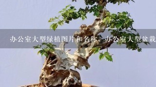 办公室大型绿植图片和名称，办公室大型盆栽植物有哪些