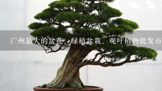 广州最大的盆花、绿植盆栽、观叶植物批发市场在哪里