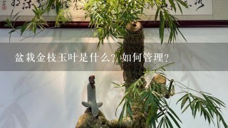 盆栽金枝玉叶是什么？如何管理？