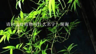 请问这盆植物叫什么名字？谢谢