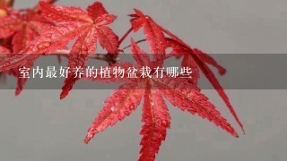 室内最好养的植物盆栽有哪些