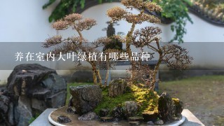 养在室内大叶绿植有哪些品种