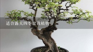 适合露天4季盆栽植物