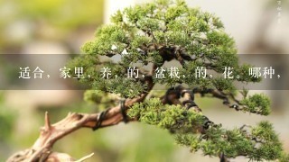 适合，家里，养，的，盆栽，的，花。哪种，花期，最长 ? 最好，还，很香？