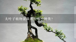 大叶子植物盆栽都有哪些种类？