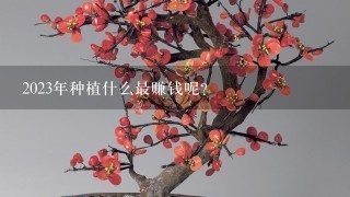 2023年种植什么最赚钱呢？