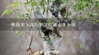 1棵两米多高的罗汉松能卖多少钱