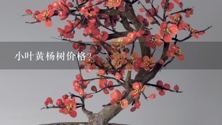 小叶黄杨树价格？