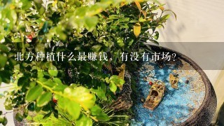 北方种植什么最赚钱，有没有市场？