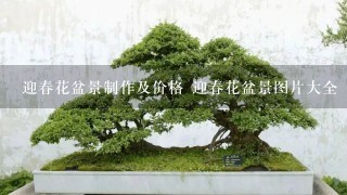 迎春花盆景制作及价格 迎春花盆景图片大全