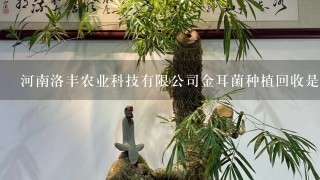 河南洛丰农业科技有限公司金耳菌种植回收是真的吗