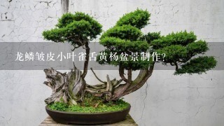 龙鳞皱皮小叶雀舌黄杨盆景制作？