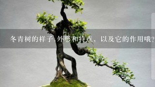 冬青树的样子.外形和特点，以及它的作用哦？（是作