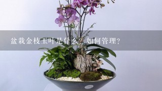 盆栽金枝玉叶是什么？如何管理？