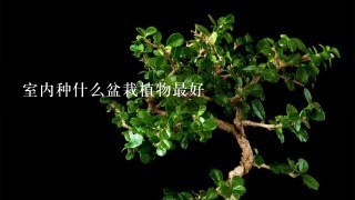 室内种什么盆栽植物最好