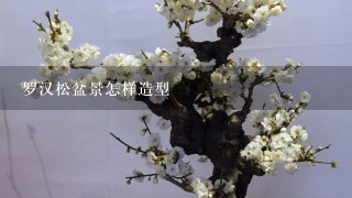 罗汉松盆景怎样造型