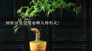 树桩盆景造型有哪几种形式？