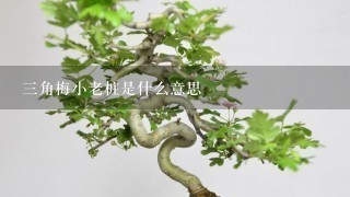 3角梅小老桩是什么意思