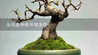 金线莲种植环境条件