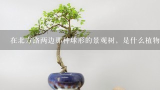 在北方路两边那种球形的景观树，是什么植物？