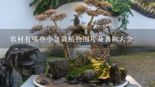 农村有哪些小盆栽植物图片及名称大全