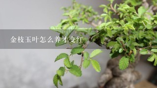 金枝玉叶怎么养才变红