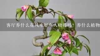 客厅养什么花风水好有人晓得吗？养什么植物对身体比较好呢？