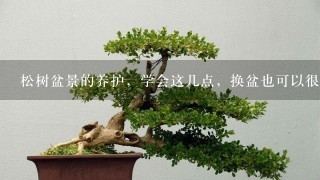 松树盆景的养护，学会这几点，换盆也可以很简单