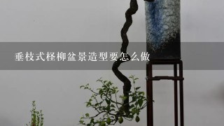 垂枝式柽柳盆景造型要怎么做