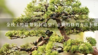 金枝玉叶盆景如何造型？正确的修剪方法有哪些？