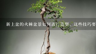 新上盆的火棘盆景如何进行造型，这些技巧要掌握？