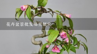 花卉盆景批发哪里便宜