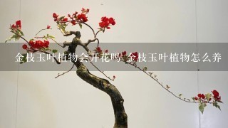 金枝玉叶植物会开花吗 金枝玉叶植物怎么养