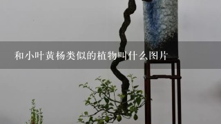 和小叶黄杨类似的植物叫什么图片