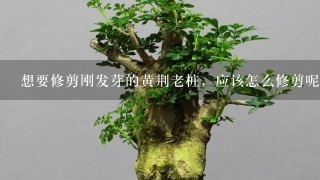 想要修剪刚发芽的黄荆老桩，应该怎么修剪呢？