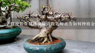 老楼说盆景制作视频请教老师北方如何种植金弹子下山桩容易成活？