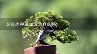 金线莲种植加盟是真的吗？